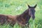 Lying  foal  in the meadow. cloudy day