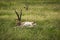 Lying gazelle in the grass