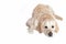 Lying Golden Retriever Dog on the white