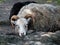 Lying Gotland sheep