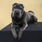 Lying grey Sharpei dog looking at the camera isolated on a beige background