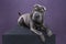 Lying grey Sharpei dog looking at the camera isolated on a purple background