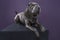 Lying grey Sharpei dog looking at the camera isolated on a purple background