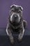 Lying grey Sharpei dog looking at the camera isolated on a purple background