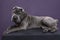 Lying grey Sharpei dog looking at the camera isolated on a purple background