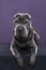 Lying grey Sharpei dog looking at the camera isolated on a purple background