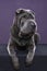 Lying grey Sharpei dog looking at the camera isolated on a purple background