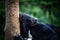 Lying himalayan asiatic black bear in Dalian forest zoo