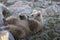 Lying himalayan brown bear cub