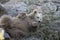 Lying himalayan brown bear cub