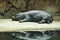 Lying hippo with reflection in the water. The mammal sleeps. small hippo