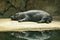 Lying hippo with reflection in the water. The mammal sleeps. small hippo