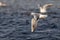 lying juvenile black headed gull carrying a clump of dried seagrasses