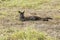 Lying Kangaroo in the wild, South Australia