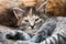 Lying Kitten - Cute Striped Cat Enjoying Life Outdoors