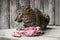 A lying leopard takes raw meat to eat