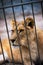 The lying lioness looks closely from behind the bars
