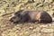 Lying lowland tapir