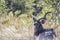 Lying male Greater Kudu, Tragelaphus strepsiceros, Moremi National Park, Botswana