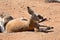 Lying male red kangaroo, Megaleia rufa