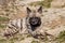 Lying male Striped Hyaena, Hyaena Hyaena,