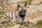 Lying male Striped Hyaena, Hyaena Hyaena,