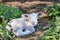 Lying newborn lamb between nettle plants