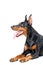 Lying playful dobermann pinscher on isolated white