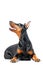 Lying playful dobermann pinscher on isolated white