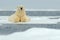 Lying polar bear on drift ice arctic Svalbard