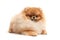 Lying pomeranian spitz