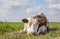 Lying relaxed cow. Brown and white, comfortable lying down, nosy looking head down in a field and a blue sky