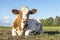 Lying relaxed cow. Brown and white, comfortable ruminating a heifer is mooing, mouth open in a pasture and lazy chewing