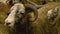 Lying Sheep With Curvy Horns, Countryside Farm, UK