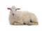 Lying sheep isolated on a white