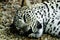 Lying and sleeping Snow Leopard