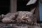 Lying sleepy brown pet cat