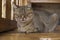 Lying sleepy gray cat with a large mustache in summer