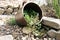 Lying stoneware with Glechoma hederacea and catnip