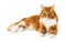 Lying tabby ginger cat isolated