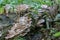 Lying tree overgrown with clusters of mushrooms. Lying tree overgrown with clusters of mushrooms.