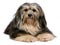 Lying tricolor Havanese