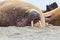 Lying walrus odobenus rosmarus with tusks in sand beach