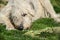 Lying white Irish Wolfhound dog eats bone on the grass. Happy adult dog gnaws a bone in the garden on the lawn