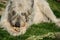 Lying white Irish Wolfhound dog eats bone on the grass. Happy adult dog gnaws a bone in the garden on the lawn