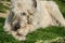 Lying white Irish Wolfhound dog eats bone on the grass. Happy adult dog gnaws a bone in the garden on the lawn