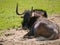 Lying Wildebeest