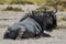 Lying wildebeest (Connochaetes)