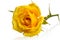 Lying yellow rose