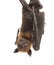 Lyle`s flying fox hanging from a branch, Pteropus lylei